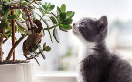 Plantes et chats ne font pas toujours bon ménage